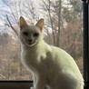 青い瞳の白猫♀約2歳しらこ サムネイル2