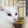 青い瞳の白猫♀約2歳しらこ サムネイル4