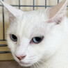 青い瞳の白猫♀約2歳しらこ サムネイル6