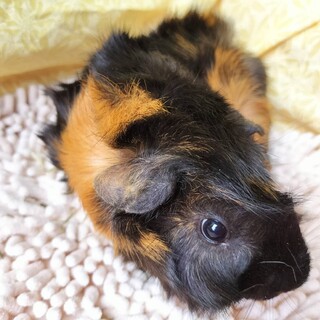 2024年6月生まれのモルモット男の子　アビちゃん