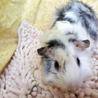 2025年4月生まれのモルモット男の子　