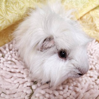 2024年1月生まれのモルモット男の子　大ちゃん