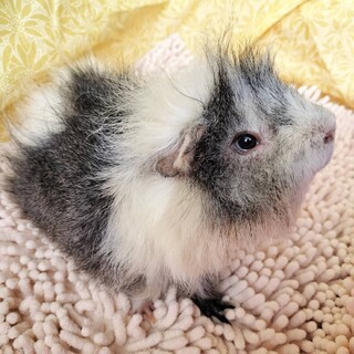 2024年2月生まれのモルモット男の子　ミロ君