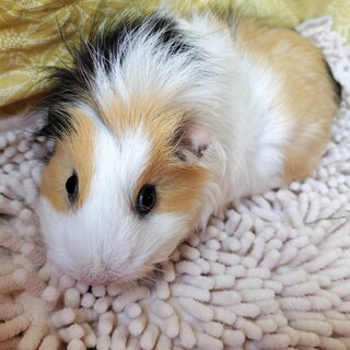 2024年2月生まれのモルモット女の子クッキー