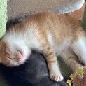 有り難うございました