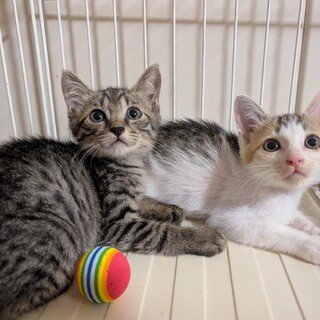 炎天下に捨てられていた小さな兄弟