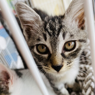 身体は小さいけどおてんば娘！ジュレ