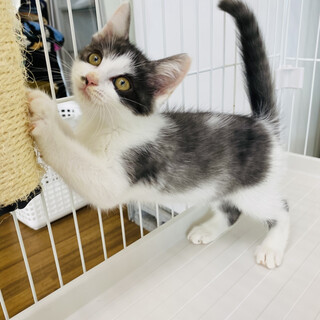 とにかく可愛い！マフィン