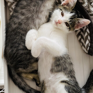 元気いっぱいラスク