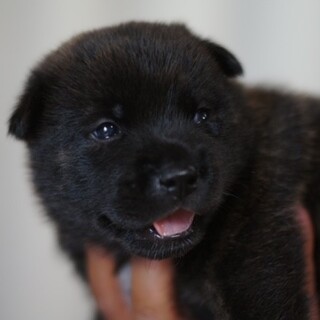 甲斐犬　優良血統の男の子達　