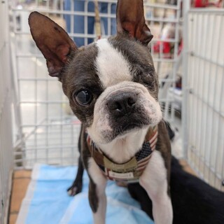 ネギ♡イケメンなボステリの男の子