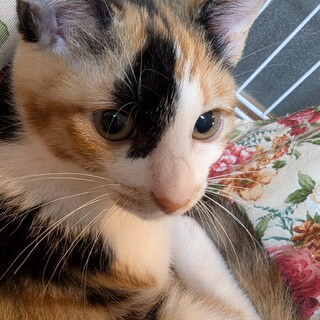 【募集一時停止】ひとりだけ残った寂しがりのミケ