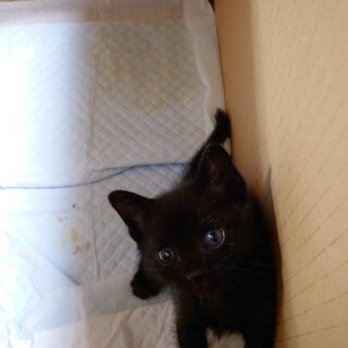 終生飼って下さる方お願いします。