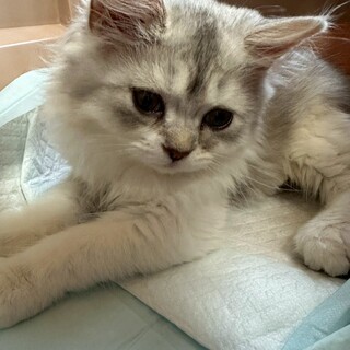 ミヌエット4か月の元気な男の子