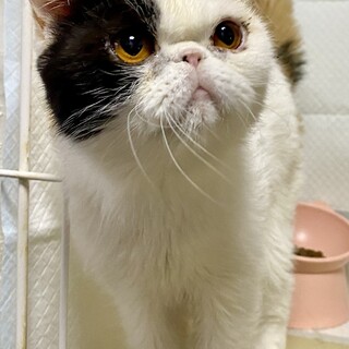 ぶさかわエキゾチックショートヘアの人懐っこい女の子