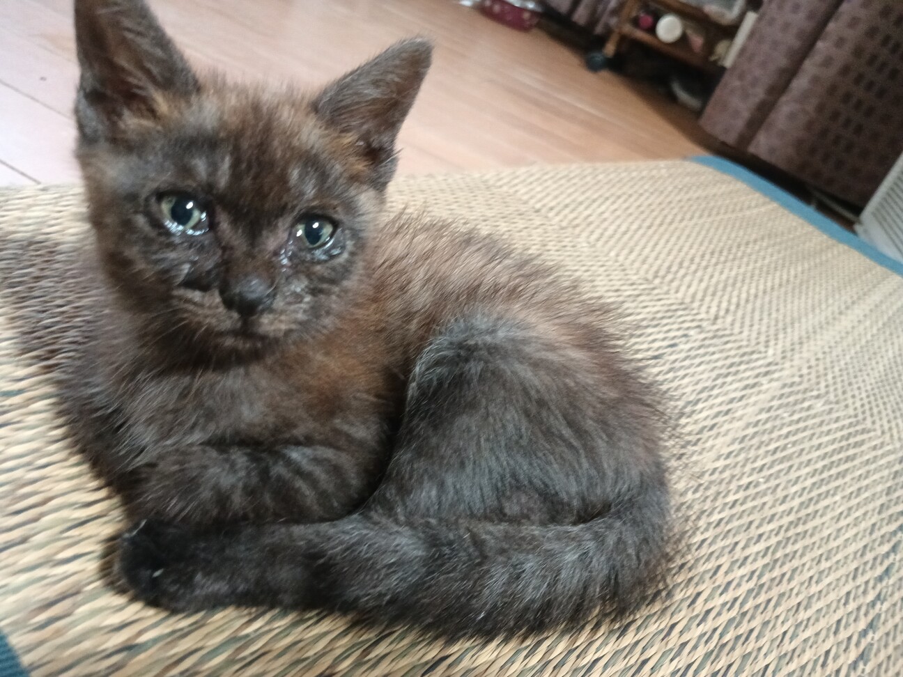 非常に希少な サビ猫 オ」東京都 - 猫の里親募集(522767) :: ペット