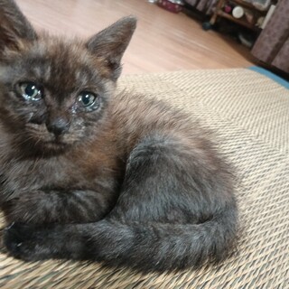 非常に希少な サビ猫 オス1ヶ月半クマちゃん