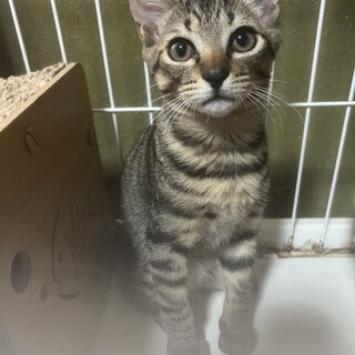 ママと兄弟一緒に保護！キジトラのケリー