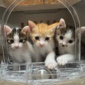 キジ白姉妹と茶白の3兄妹