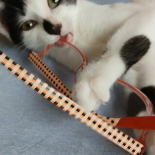 〝ファちゃん〟です♪