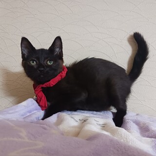 黒猫の女の子★おっとりした性格で飼いやすいです！