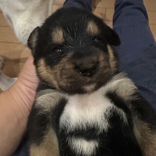 生後約3週間眉が可愛い男の子(ジェットくん)