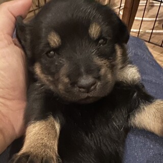 生後約3週間優しいお顔の女の子(サニーちゃん)