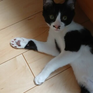 〝グレ君〟です♪