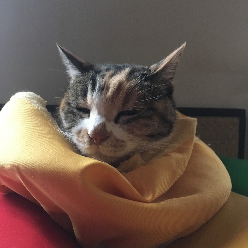 しゃみのカバー写真