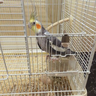 里親決まりました