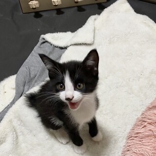 イケメンハチワレ“ビジュ”くん