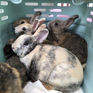 うさぎ　パステルミケ