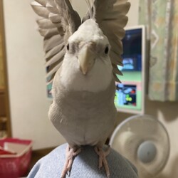 とうふの放鳥