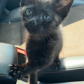 黒トラ　男の子　3ヶ月程度