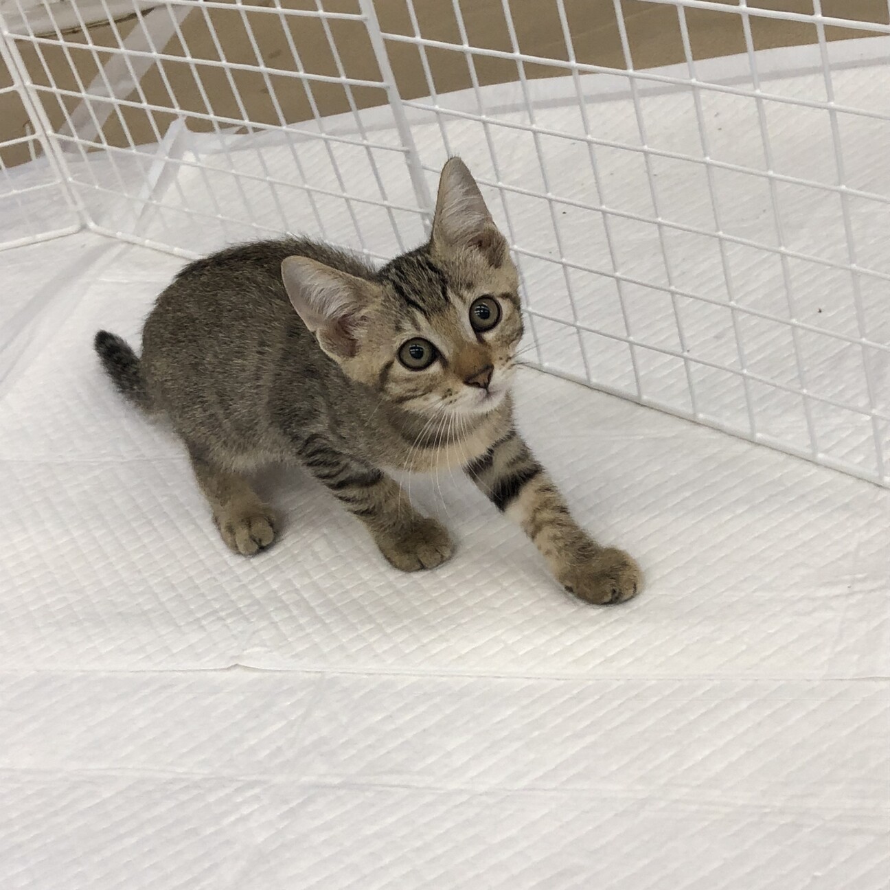 ヒマラヤン(ΦωΦ)♥む〜ちゃん(ΦωΦ)猫♥生後3ヶ月・里親様募集(ΦωΦ) 冬くん 2.5ヵ月 体重」福島県 - 猫の里親募集(522879) 2枚目