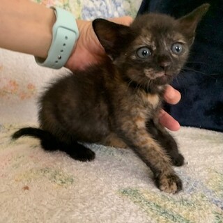 可愛いびっくり顔のサビ ポッカちゃん