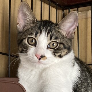 【募集一時停止】ママ大好きの甘えん坊♂ハッチくん