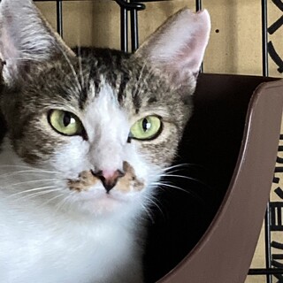 【募集一時停止】宝塚男役スターを目指しています