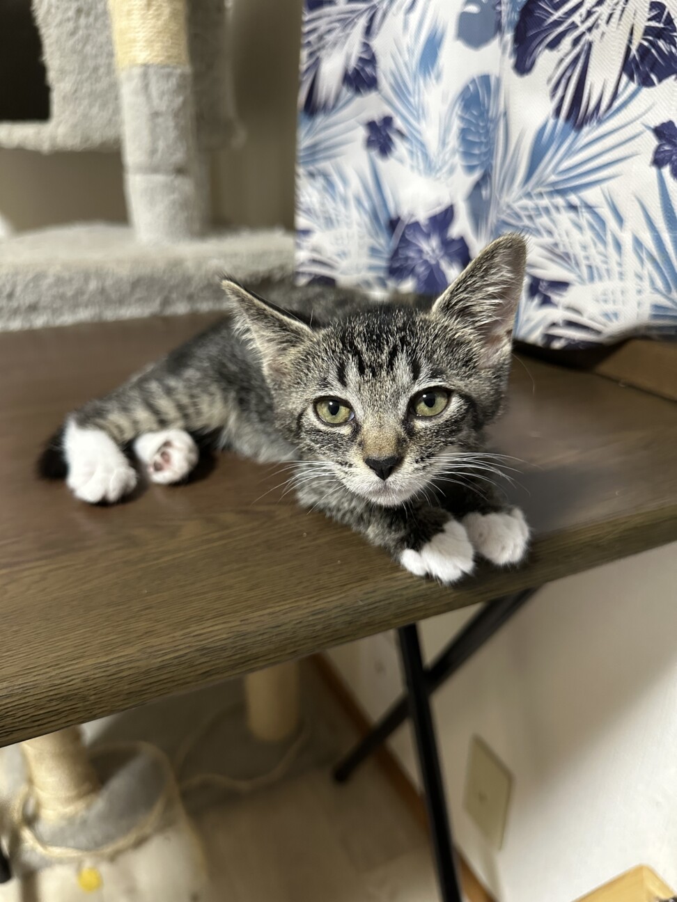 ♡ねむり猫様確認ページ♡ お散歩むーちゃん🐈 むーちぇるしー3にゃんずの暮らしは