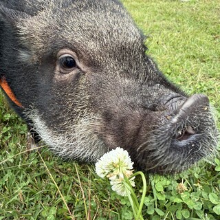 マイクロブタ︎︎ ♀もう少しで3歳