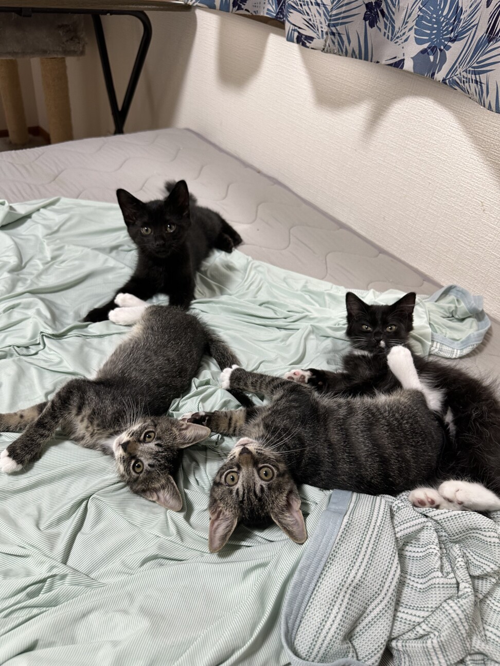 いちごねこ様♡専用ページ いちごねこ様専用