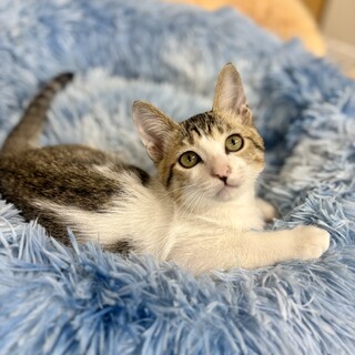 タレ目の男の子・3ヶ月