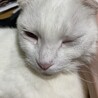 .ちゃも