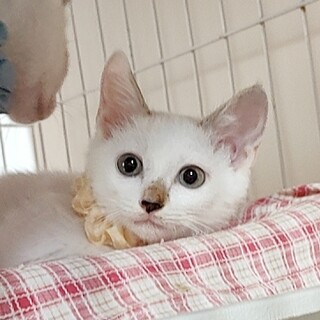 サイアミーズ系mix✦✦珠にゃん兄妹①