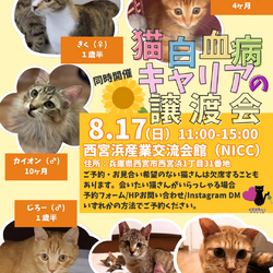 西宮保護ねこ かぎしっぽ 白血病猫さんの譲渡会