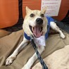 ちょこまか若さん サムネイル6