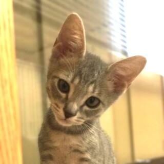 ★里親様決定★マイペースでお茶目な男の子♥チビくん