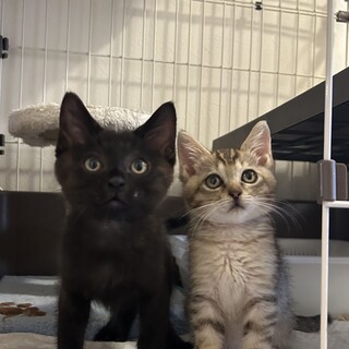 2ヶ月仲良し兄妹①黒猫つなくん