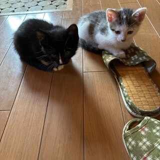 6月末生まれ　子猫　里親募集　広島県三次市