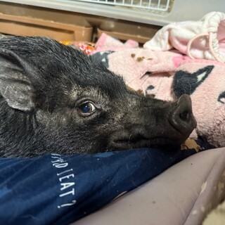 マイクロブタ女の子里親募集中
